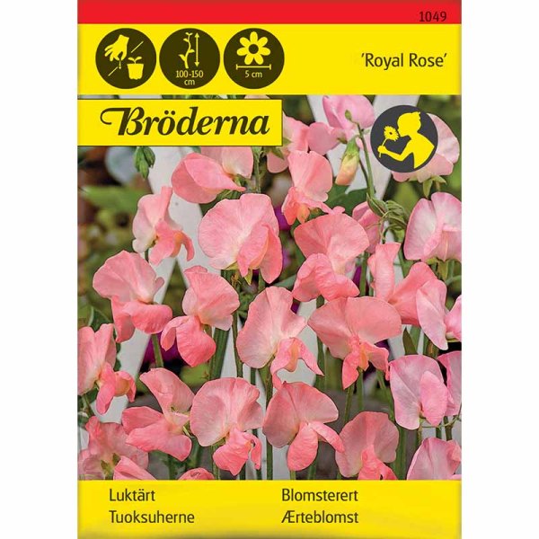 Tuoksuherne 'Royal Rose'