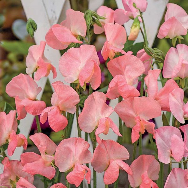 Tuoksuherne 'Royal Rose'