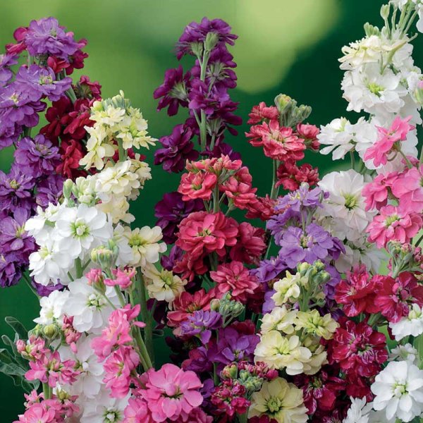 Ten Week Stock 'Ten Week'