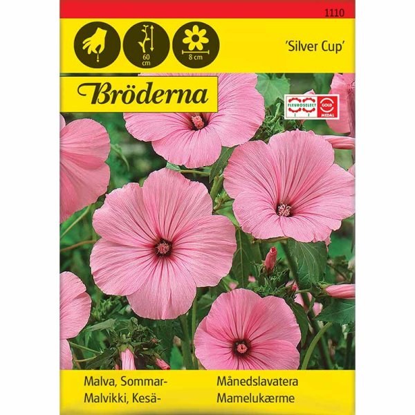 Kesämalva 'Silver Cup'