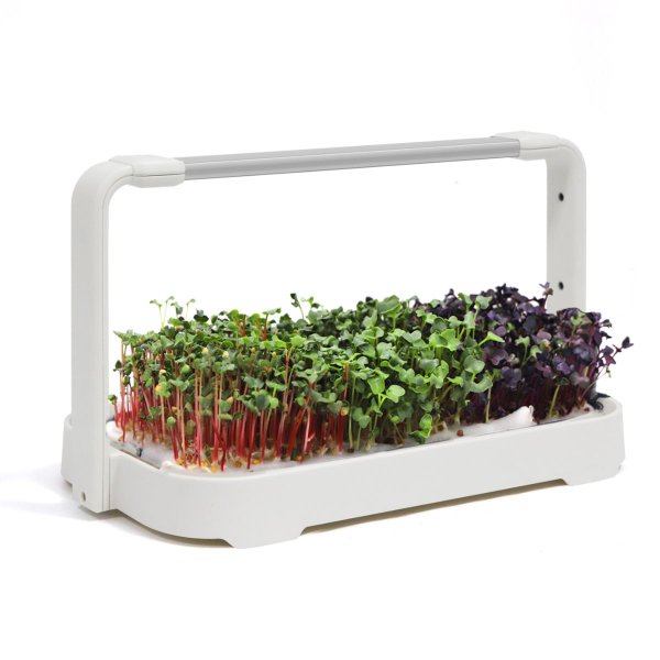 Zoomaa kuva kohteesta Urban Root Grove White