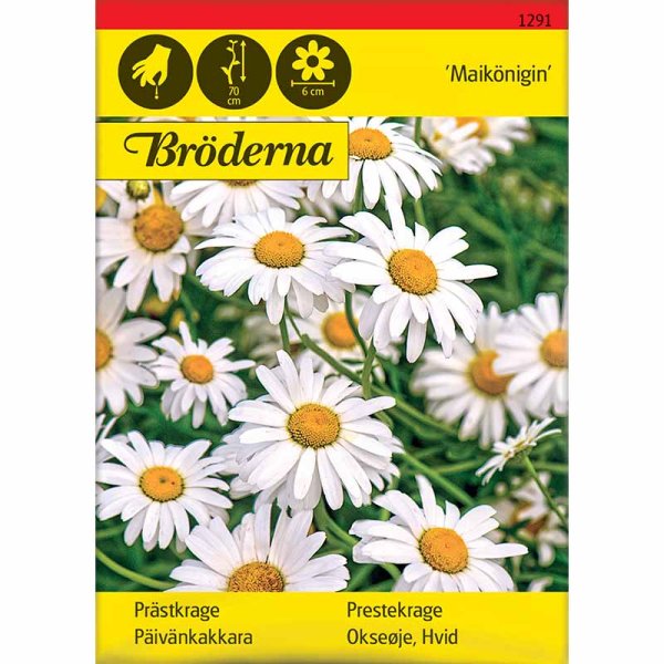 Päivänkakkara 'Maikönigin'