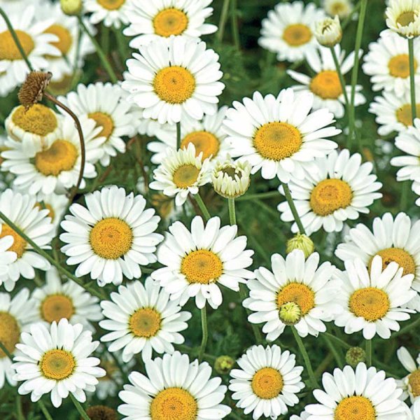 Kääpiöpäivänkakkara