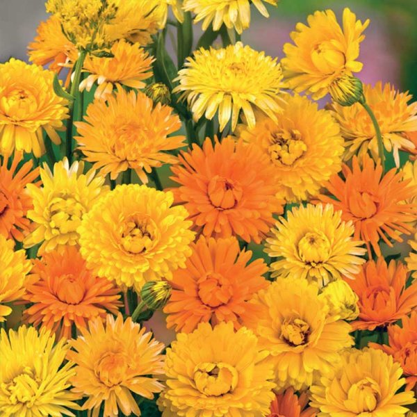 Kehäkukka 'Pacific Beauty'