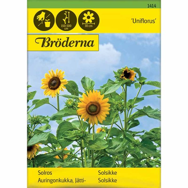Auringonkukka 'Uniflorus'