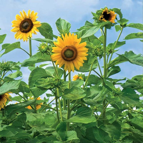 Auringonkukka 'Uniflorus'