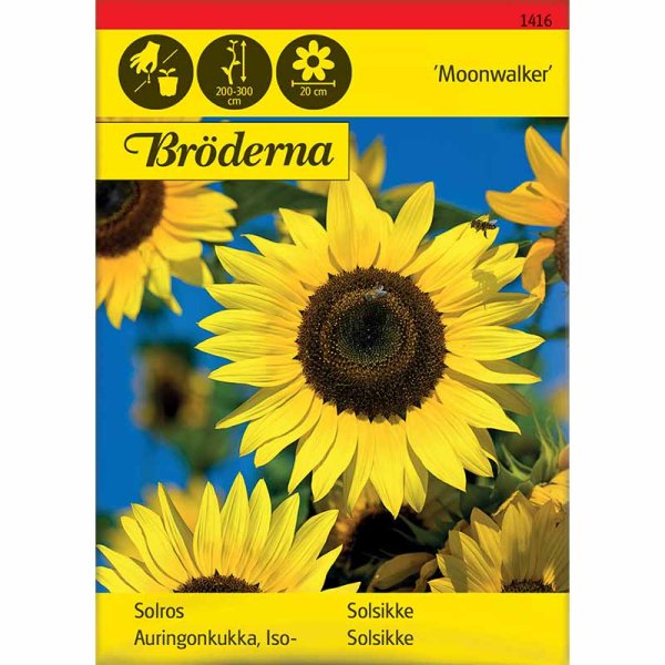 Auringonkukka 'Moonwalker'