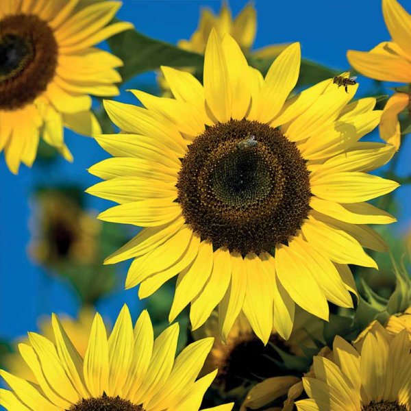 Auringonkukka 'Moonwalker'