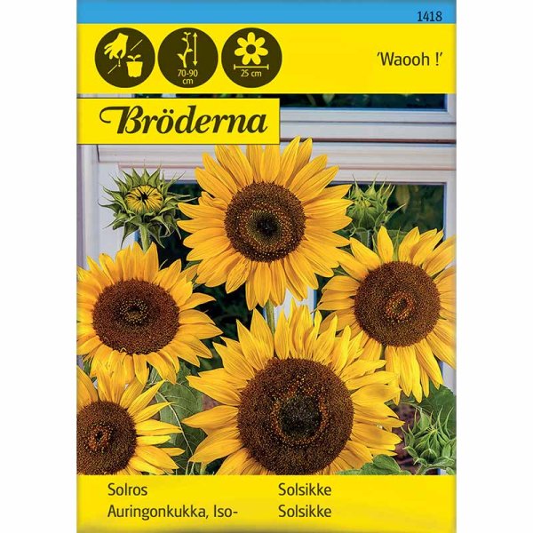 Auringonkukka 'Waooh !'