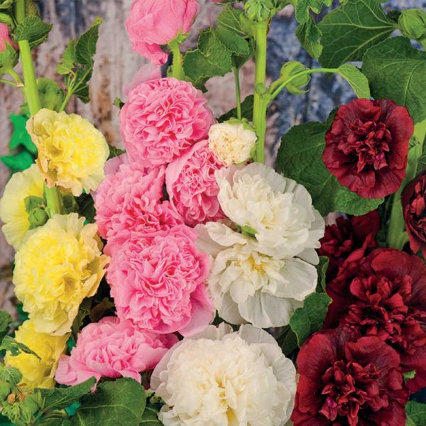 Salkoruusu 'Charters'