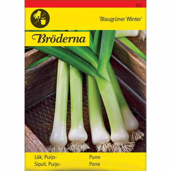 Purjo 'Blaugrüner Winter'