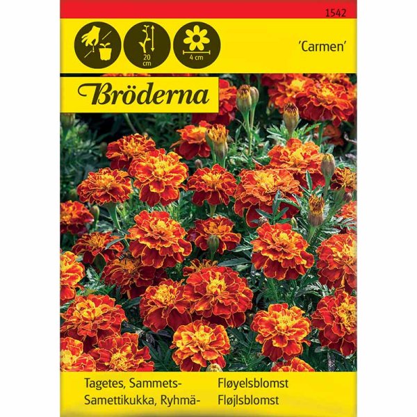 Samettikukka 'Carmen'