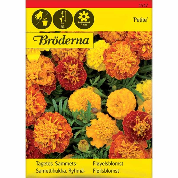 Samettikukka Petite sekoitus