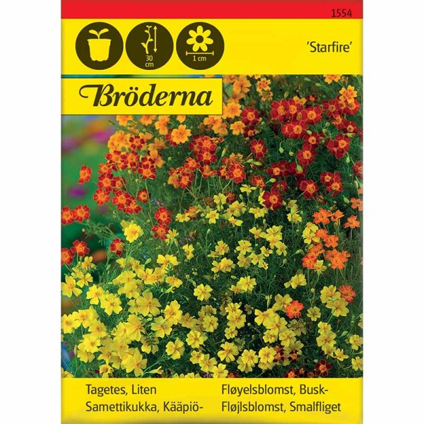 Pieni samettikukka 'Starfire' sekoitus