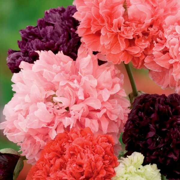 Pioniunikko sekoitus