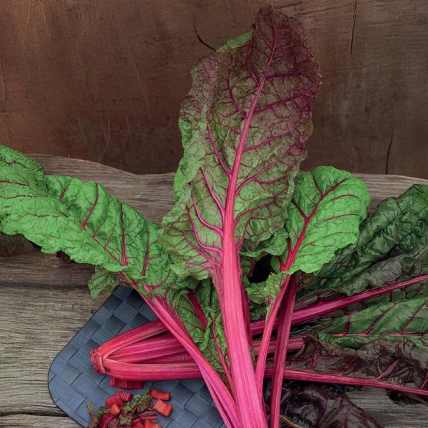 Mangoldi 'Rhubarb Chard'
