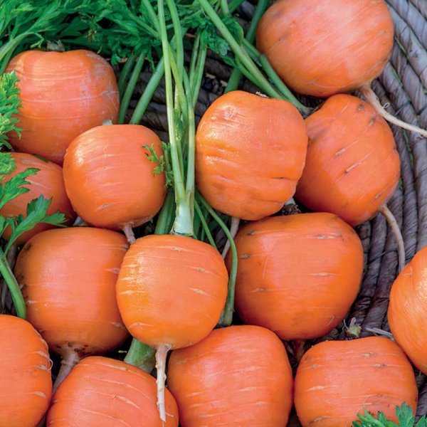 Kesäporkkana 'Pariser Markt'