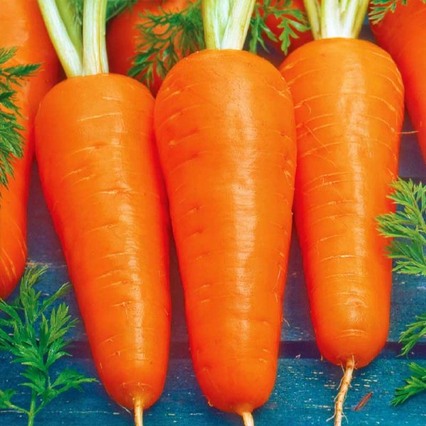 Talviporkkana 'Flakkée 2' Siemennauha