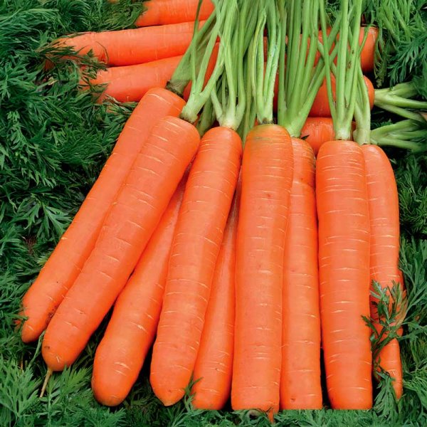 Kesäporkkana 'Nantaise 2'