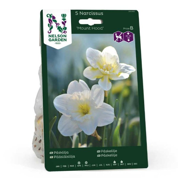 Narsissi 'Mount Hood'