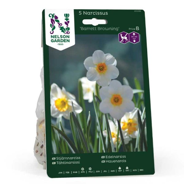 Tähtinarsissi 'Barrett Browning'