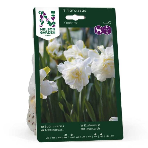 Tähtinarsissi 'Obdam'