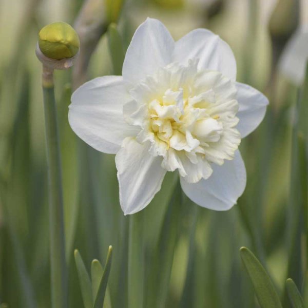 Tähtinarsissi 'Obdam'