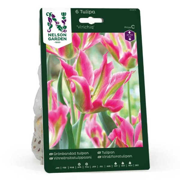 Vihreäraita-tulppaani 'Virichig'