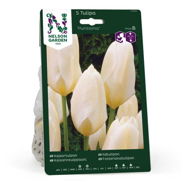 Keisarin tulppaani 'Purissima'