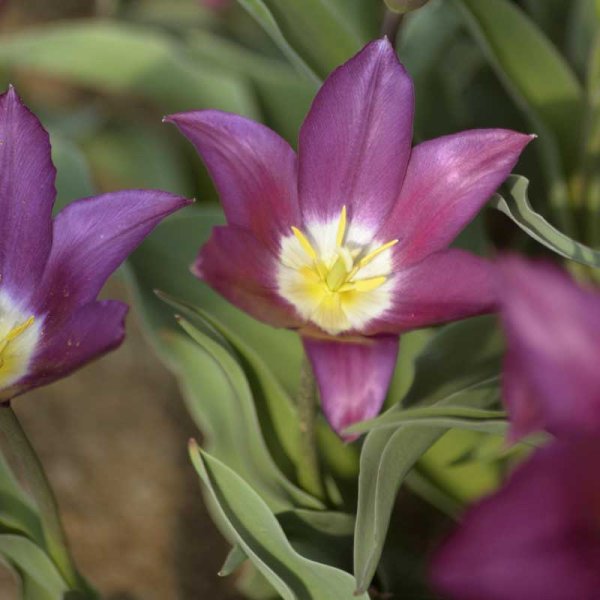Liljakukkainen tulppaani 'Claudia'