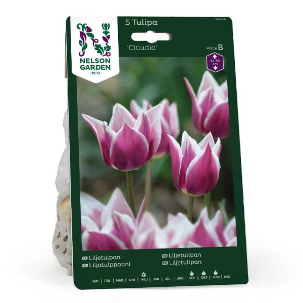 Liljakukkainen tulppaani 'Claudia'