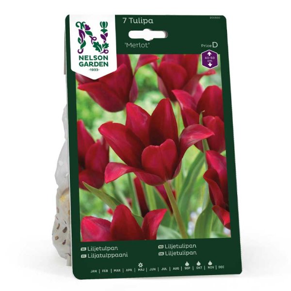 Liljakukkainen tulppaani 'Merlot'