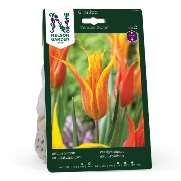 Lilium-tulppaani 'Vendee Globe'