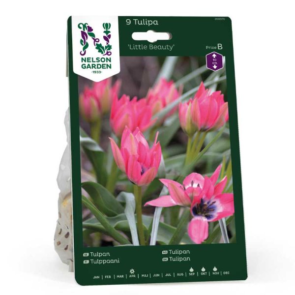Tulppaani 'Little Beauty'