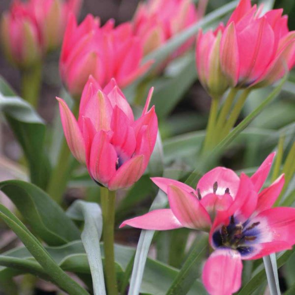 Tulppaani 'Little Beauty'