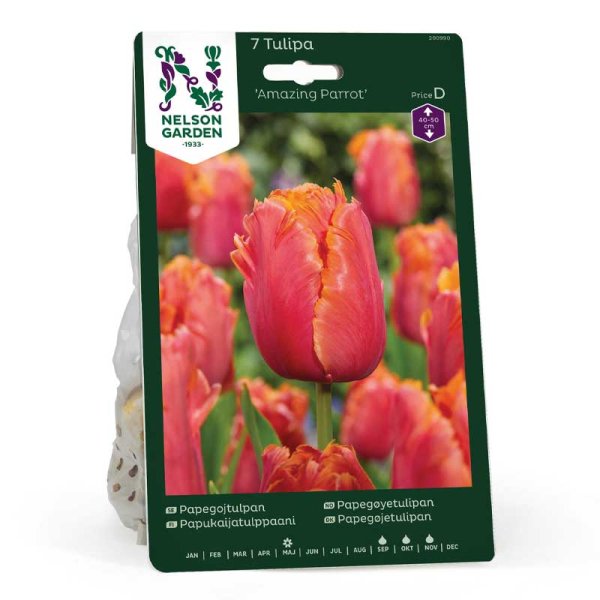 Papukaijatulppaani 'Amazing Parrot'