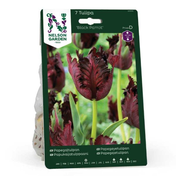 Papukaijatulppaani 'Black Parrot'