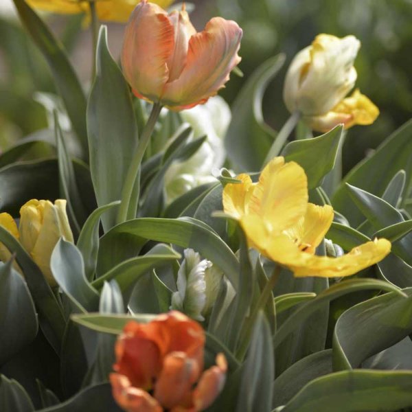 Papukaijatulppaani sekoitettuja värejä