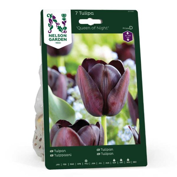 Tulppaani 'Queen of Night'