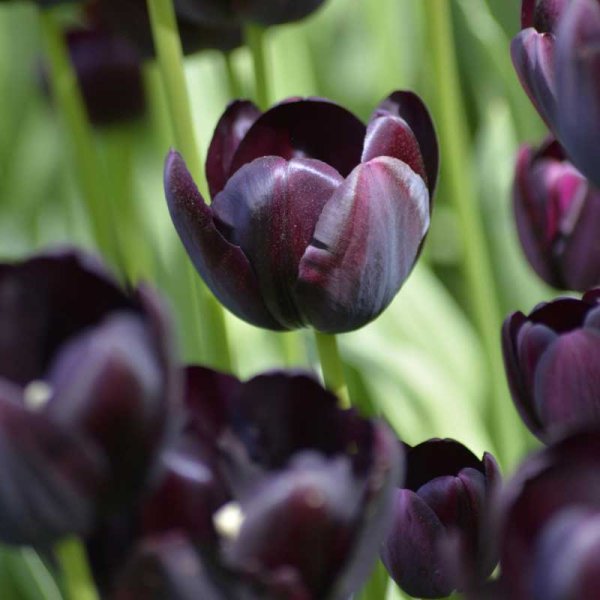 Tulppaani 'Queen of Night'