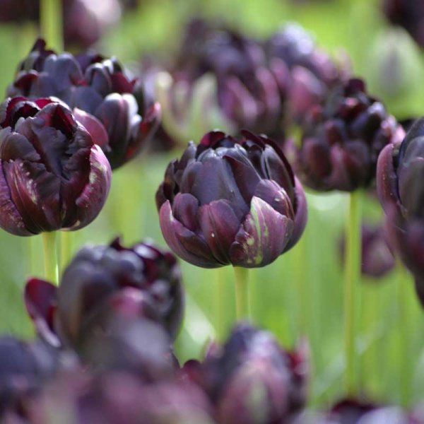 Tulppaani 'Black Hero'