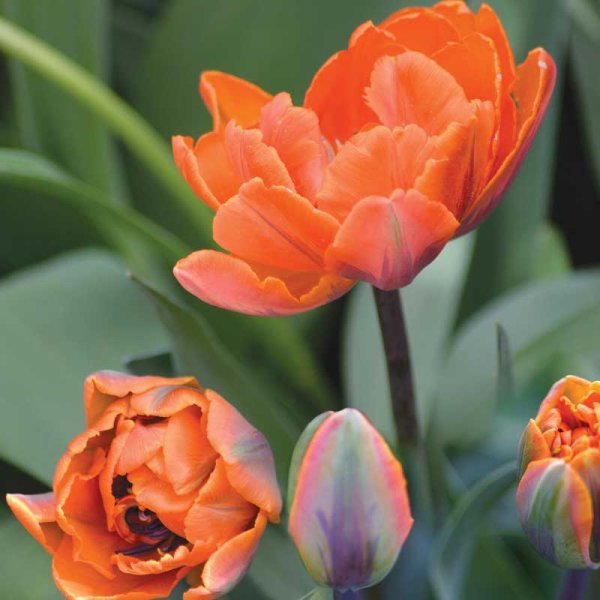 Tulpan 'Orange Princess'