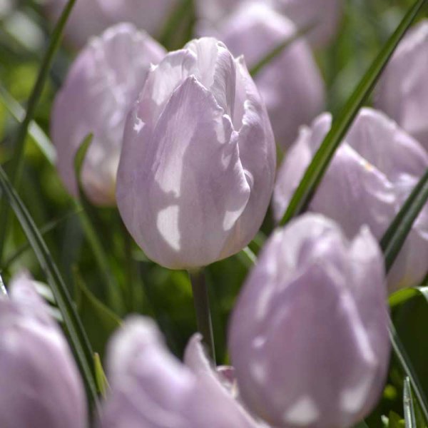 Tulppaani 'Candy Prince'