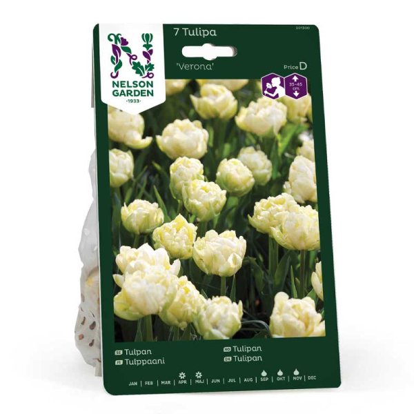 Tulppaani 'Verona'