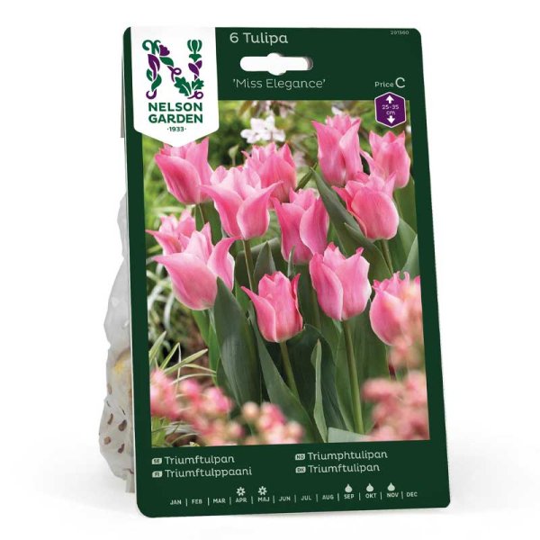 Triumfitulppaani 'Miss Elegance'