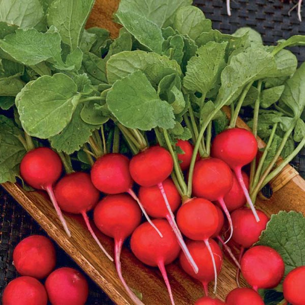 Retiisi 'Cherry Belle'