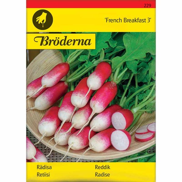 Retiisi 'French Breakfast 3'