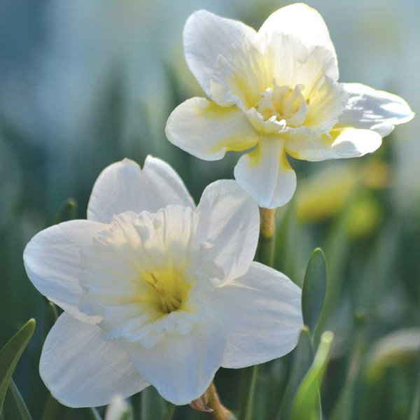 Narsissi 'Mount Hood'