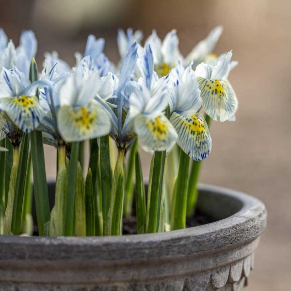 Kevätkurjenmiekka 'Katharine Hodgkin'