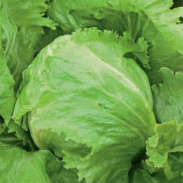 Jäävuorisalaatti 'Great Lakes 118'